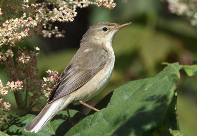 Marsh Warbler