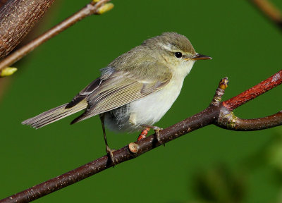 Greenish Warbler