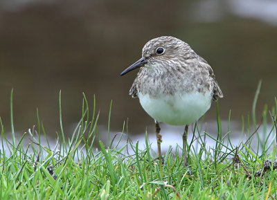 Temminck's Stint