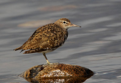 Common Sandpiper