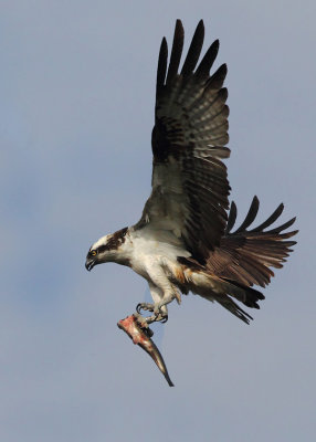 Osprey