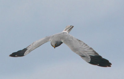 Hen Harrier