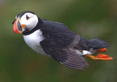 Puffins