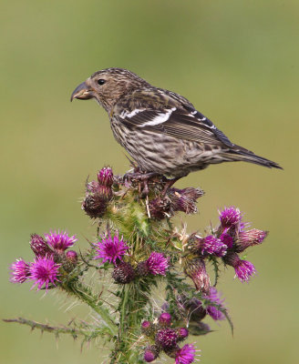 Two-barred Crossbill