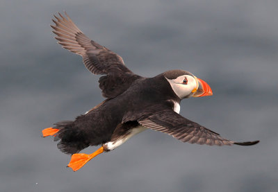 Puffins