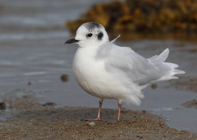 Little Gull