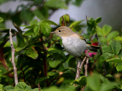 Bonellis Warbler Western