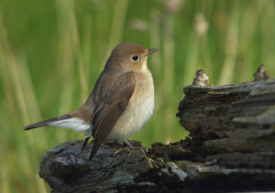 Red-breasted Flycatcher