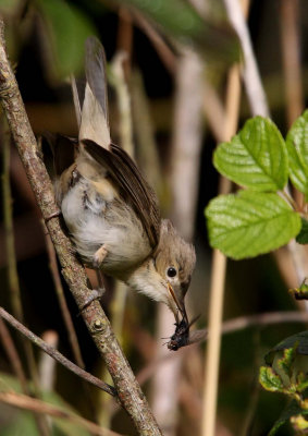 Eastern Olivaceous Warbler