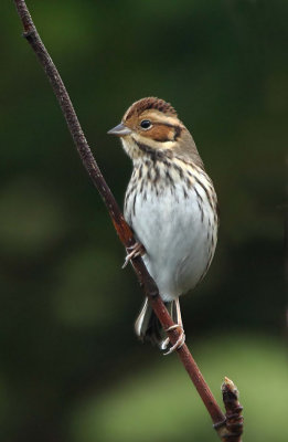 Little Bunting