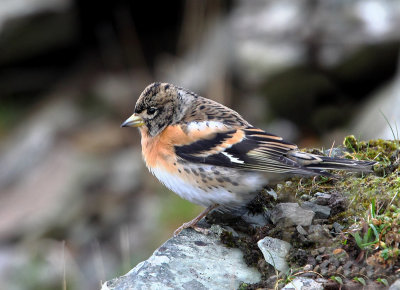 The Birds of Shetland 2013