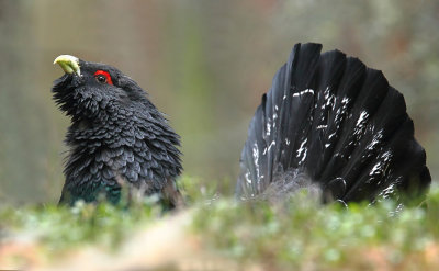 Capercaillie Male