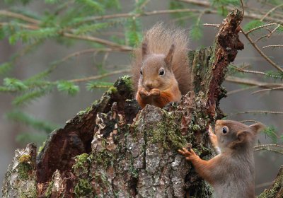 Red Squirrel