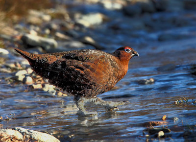Red Grouse  Crossing a Frozen Highland Burn