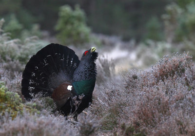 Capercaillie