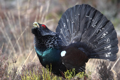 Capercaillie