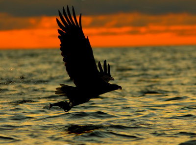 White-tailed Eagle