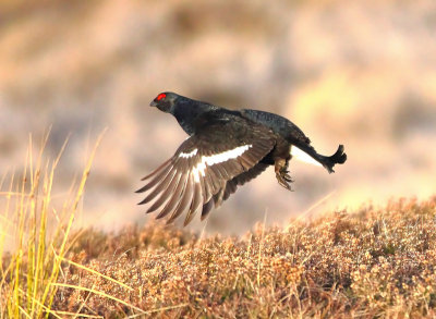 Black Grouse