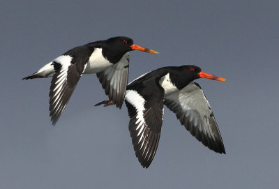 Oystercatcher