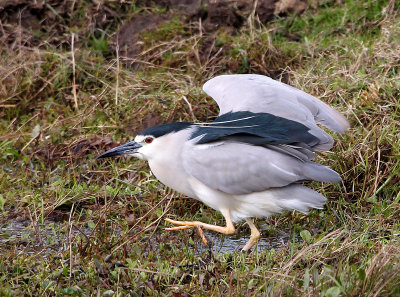 Night-Heron-2009.jpg