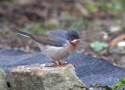 Eastern Subalpine Warbler