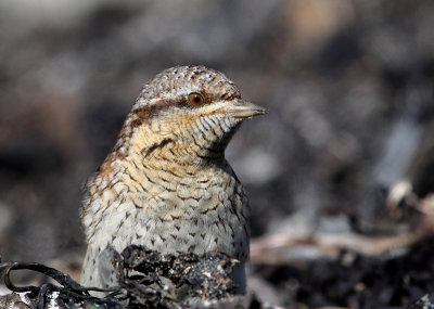 Wryneck