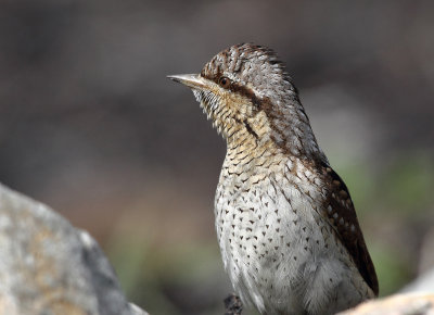 Wryneck-2402.jpg