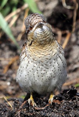 Wryneck 