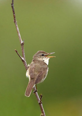 Blyths Reed Warbler