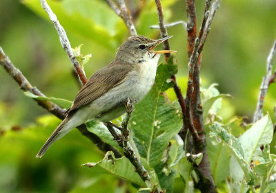 Shetland's Birds