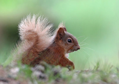 Red Squirrel