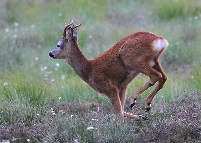 Roe Deer