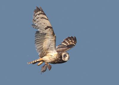 Short-eared Owl