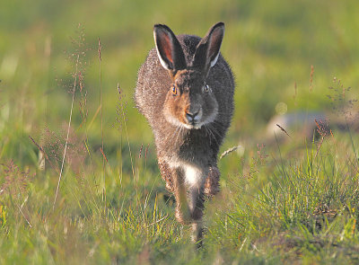 Mountain Hare