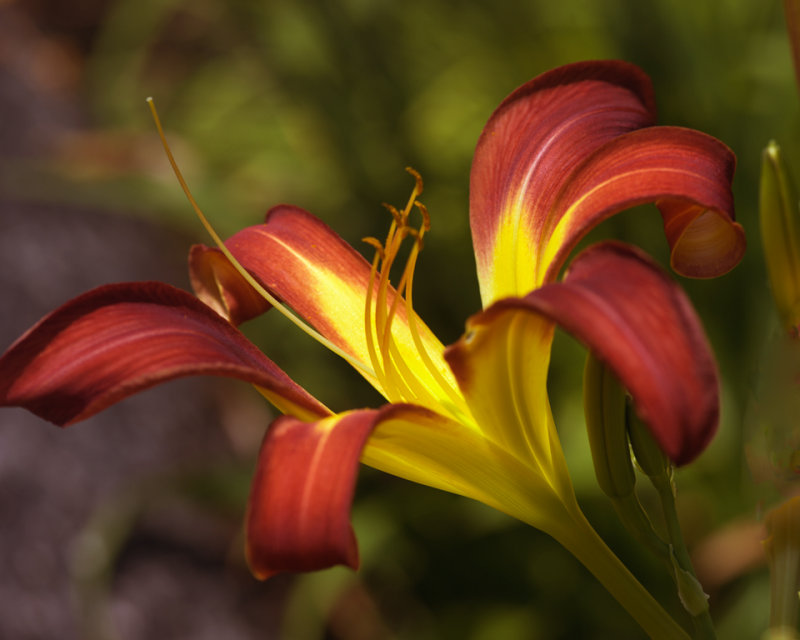 Daylily Closeup 3