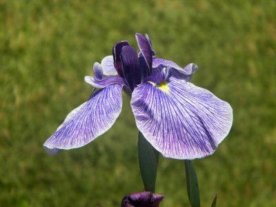 26. Iris