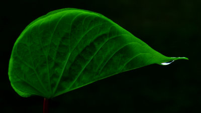 30. Green Leaf