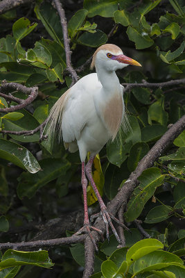 38. Mating Plumage