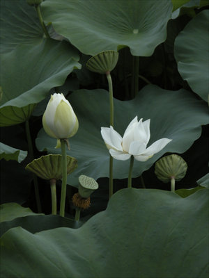 Tenryuji Flower by Meredith Waddell. 1R tied