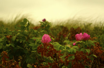 34. Beach Roses