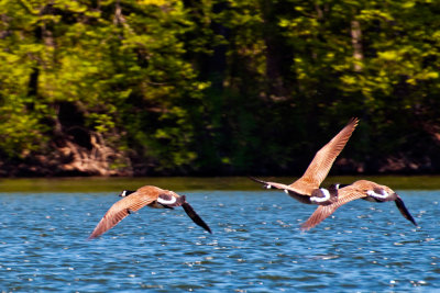 Three Geese Leaving