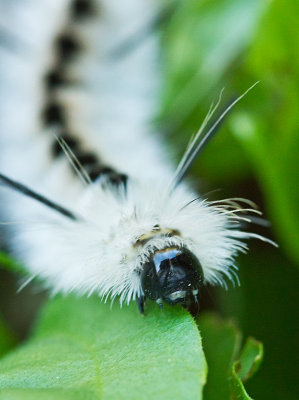 Tiger Moth Caterpillar by Sharon Lips