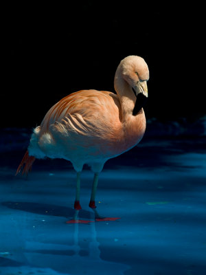 Freaky Flamingo by Adam Kozik