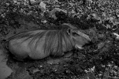 Warthog in the Mud