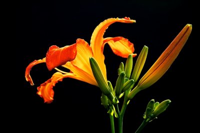 11. Day Lily