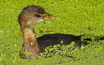 32. Pied Billed Grebe