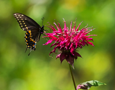 Black Swallowtail on Monarda by Jack Sprano