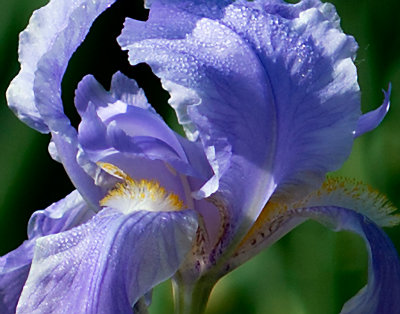 Blue Iris after Rain