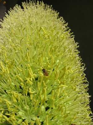 10. Agave Bee