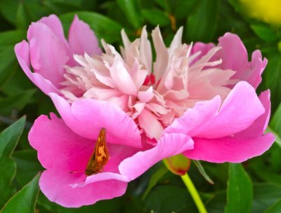 11. Peony